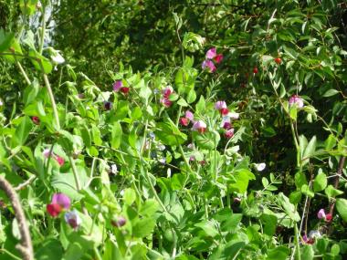 Billede af blomst